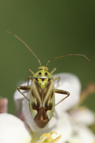 Réf. 312 092 : Reuterista instabilis